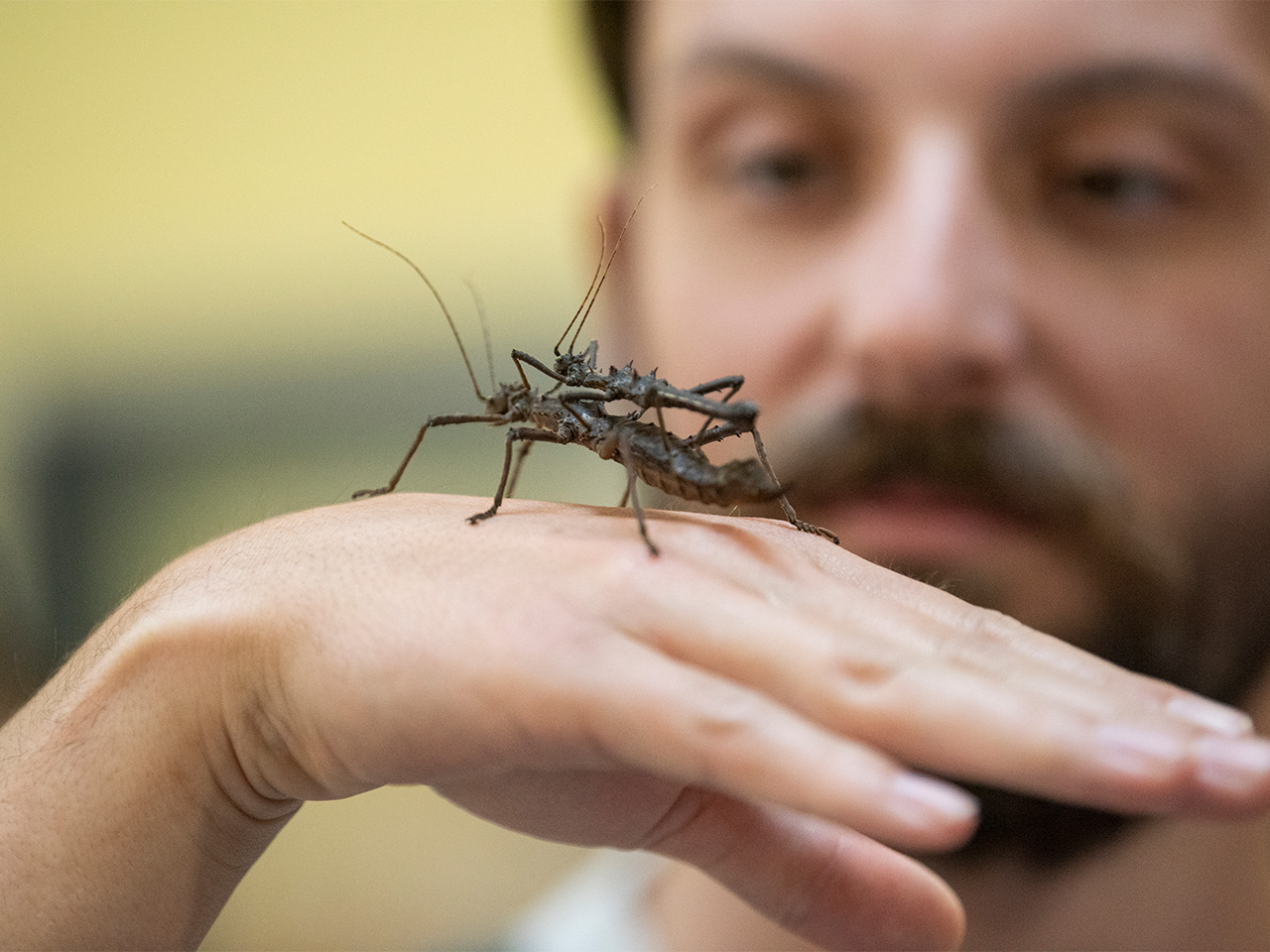 A bearded person holds two walking sticks atop each other on the back of their hand.