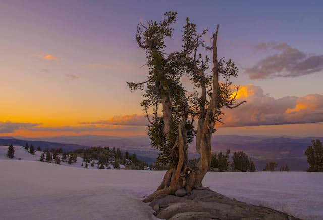 Whitebark pine in the snow as the sun sets