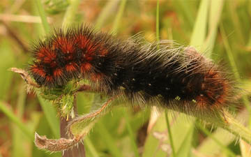 a woolly bear caterpillar