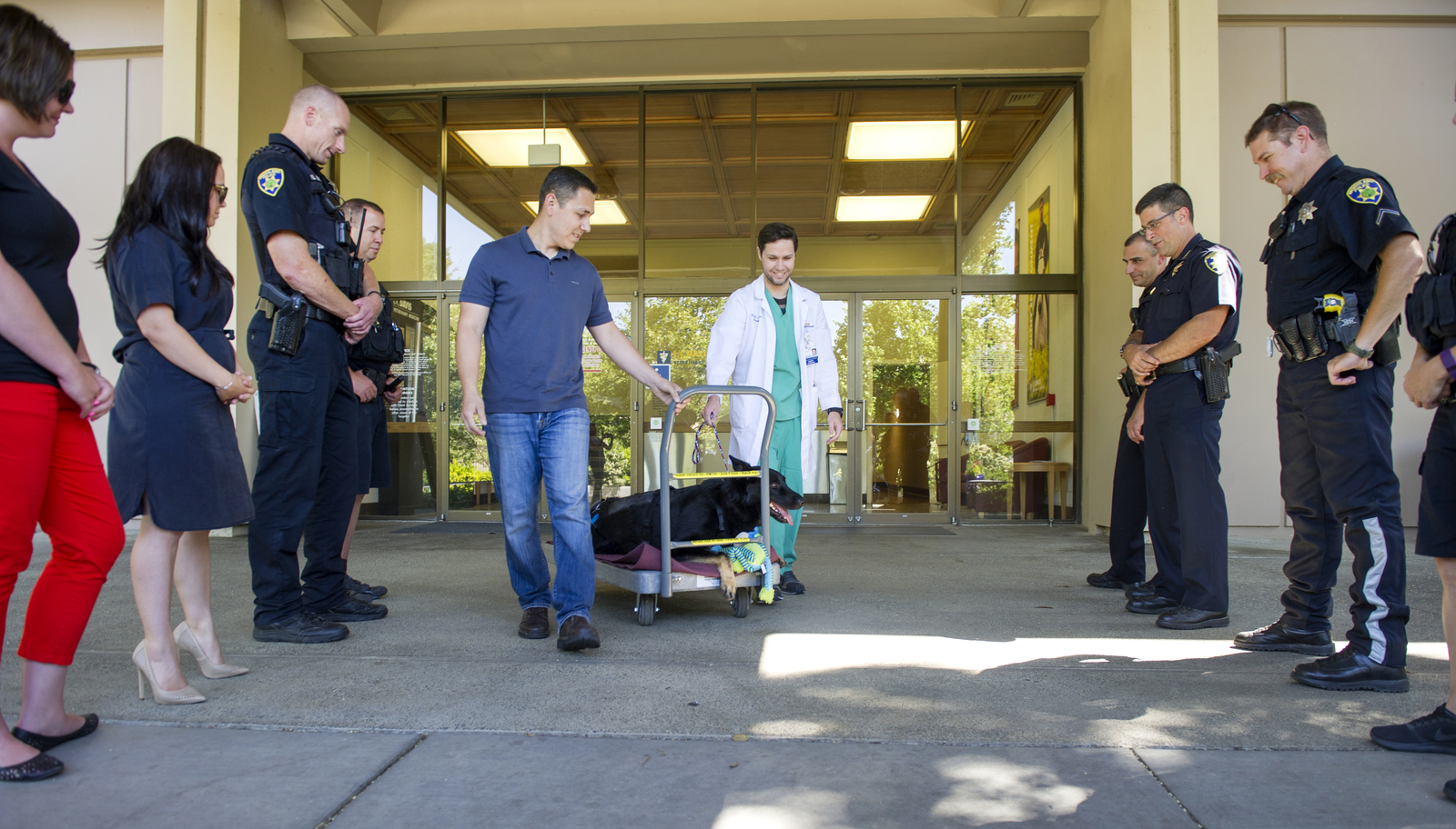 Dog leaving UC Davis Veterinary Hospital.