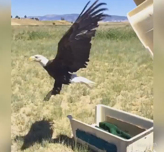 An eagle is released into the wild.