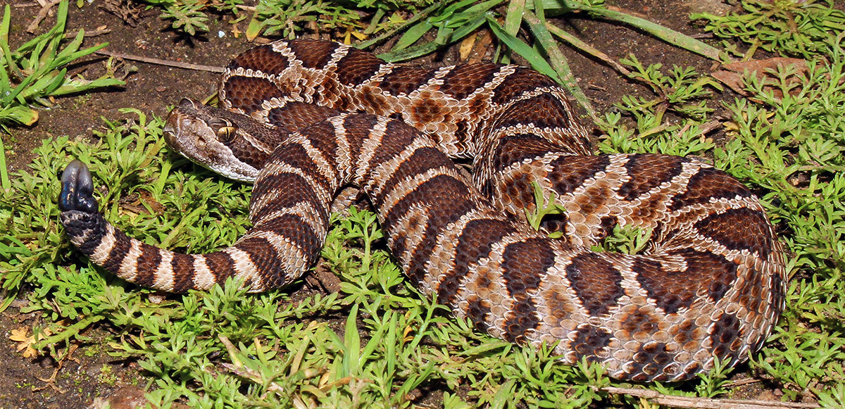 A Western Rattlesnake