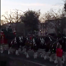 Clydesdales walking through campus