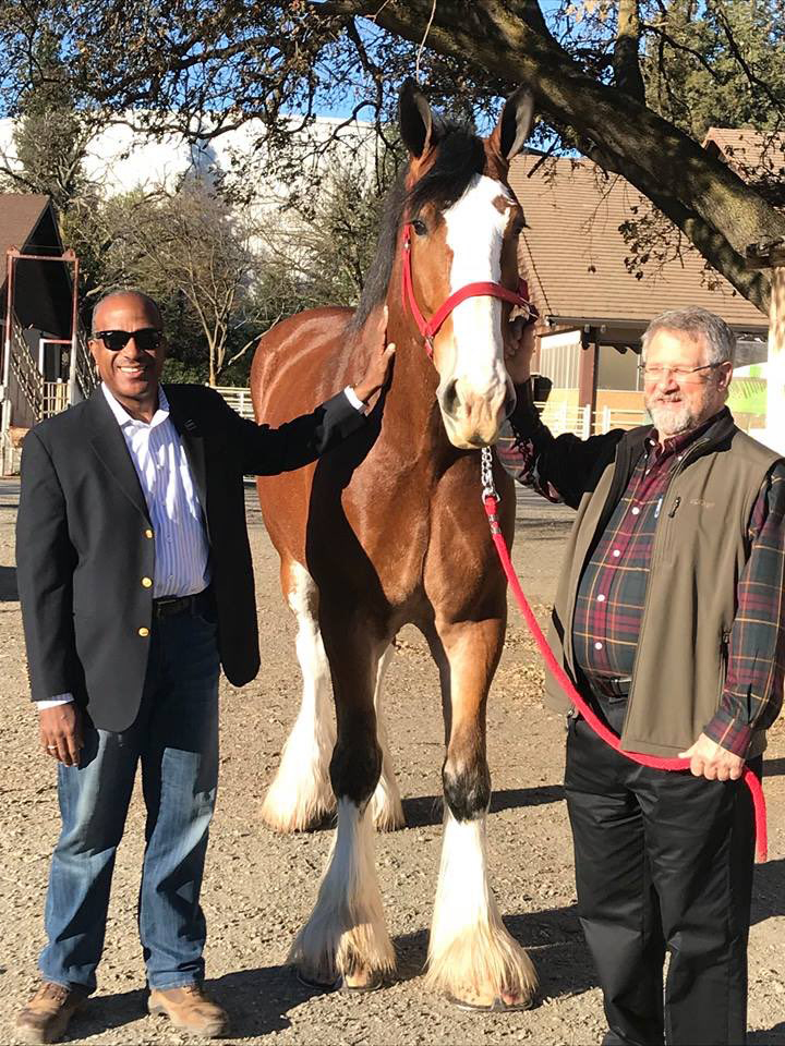 Two men stand beside Clydesdale.