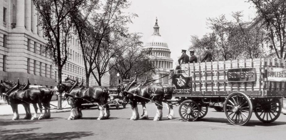 Budweiser horses and wagon at White House, black and white