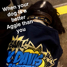 A dog wearing a UC Davis shirt.