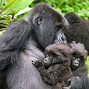 The gorilla Isaro and her two twins.