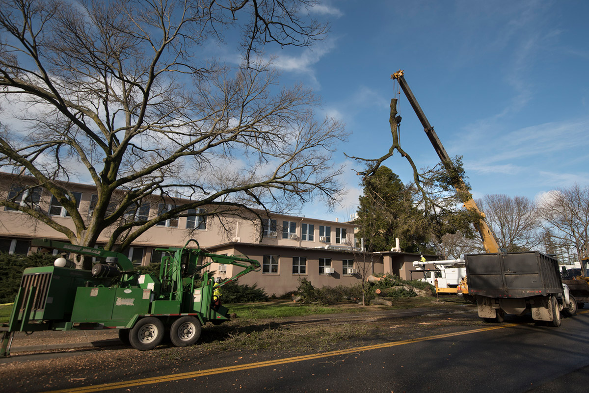 A crane lifts a fallen tree off Haring Hall.