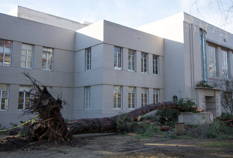 A tree fell near Shields Library.