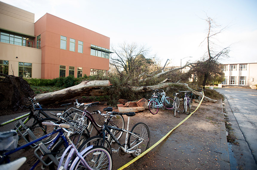 A large eucalyptus tree fell north of the Student Community Center.