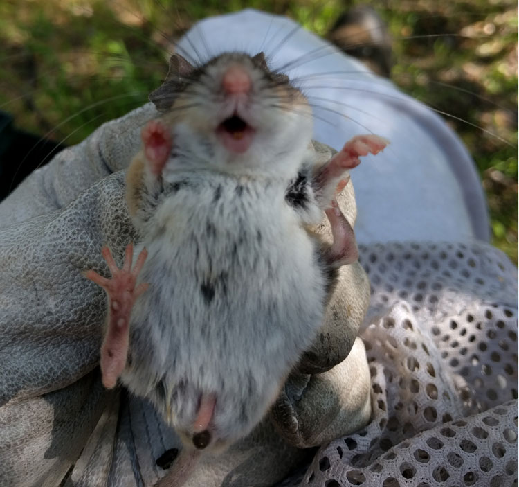Plourde holds a deer mouse.