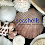 Seashells book cover, showing seashells