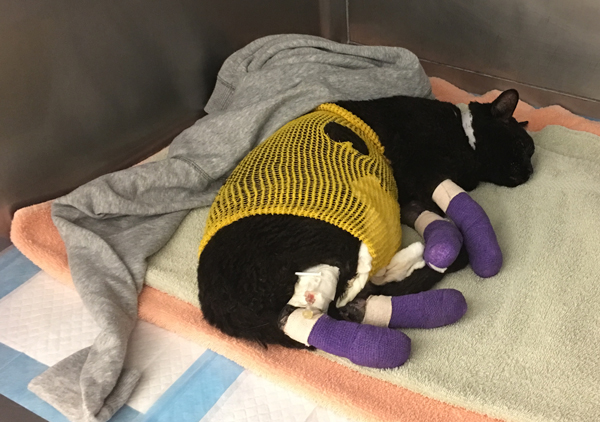 Injured cat lies next to gray sweater, in cage.