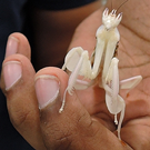 Praying mantis, held in fingertips