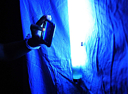 Moth illuminated by black light on white sheet.