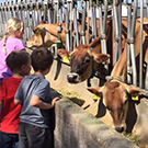 Kids look at cows