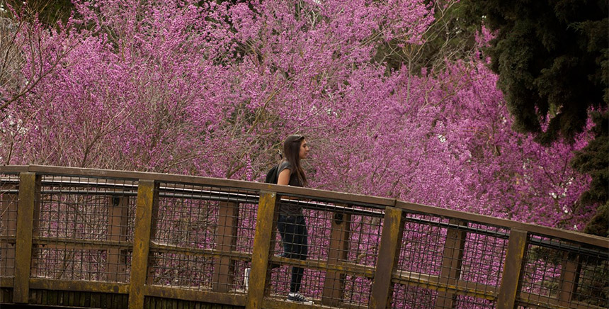A woman walks across a bridge with violet flowers behind her.
