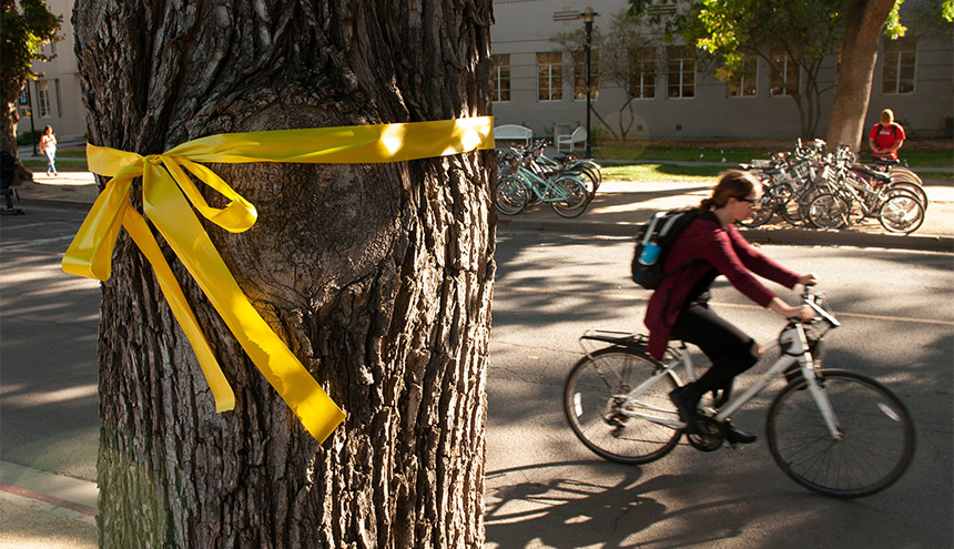 A bicyclist passes a yellow ribbon around a tree.
