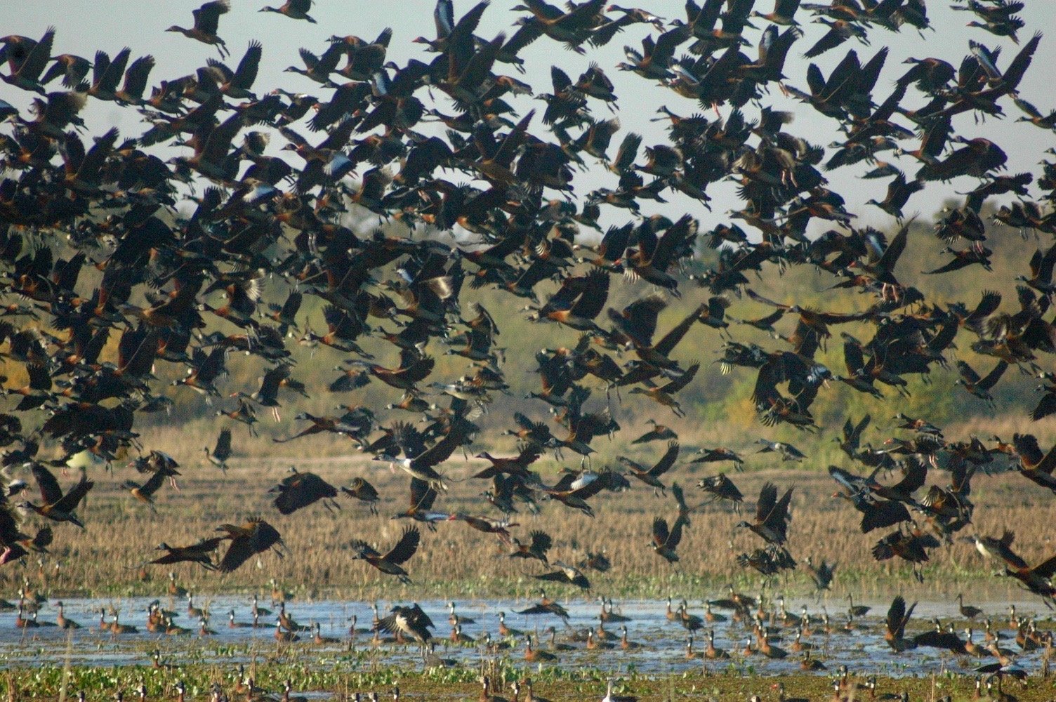 waterfowl fly over Argentina wetland