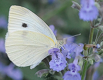A cabbage white butterfly