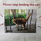  Please stop feeding this cat