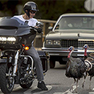 A motorcyclist looks over at turkeys.