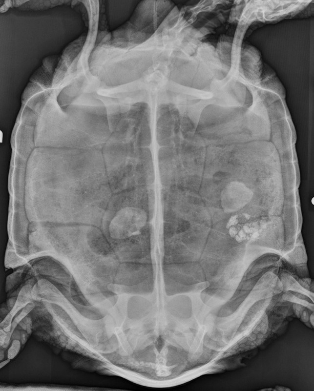 An x-ray showing bladder stones inside a tortoise.