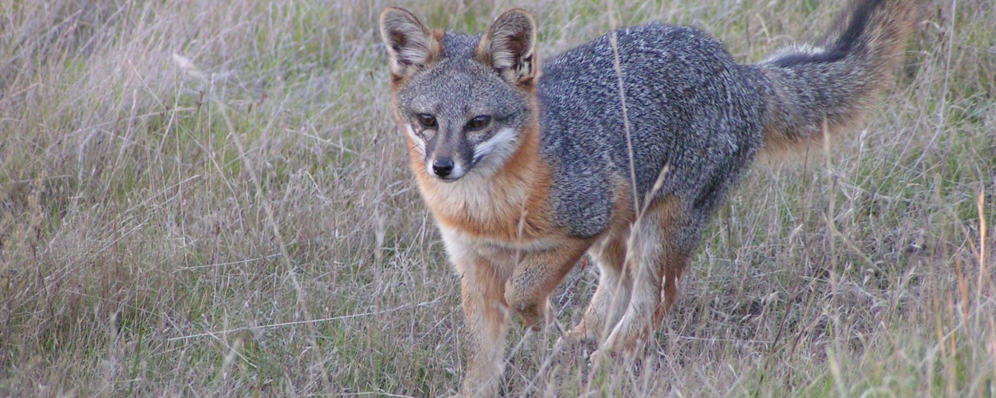 Male Santa Catalina Island fox