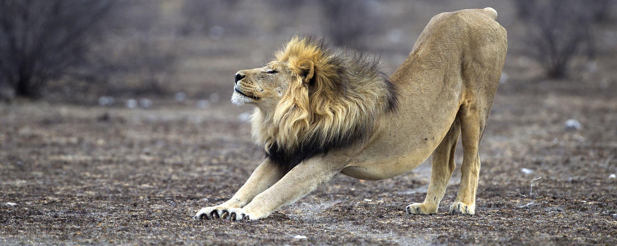 African lion stretching
