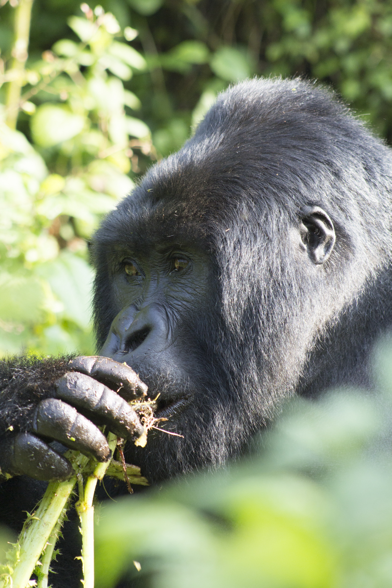 Mountain gorilla chews on plant