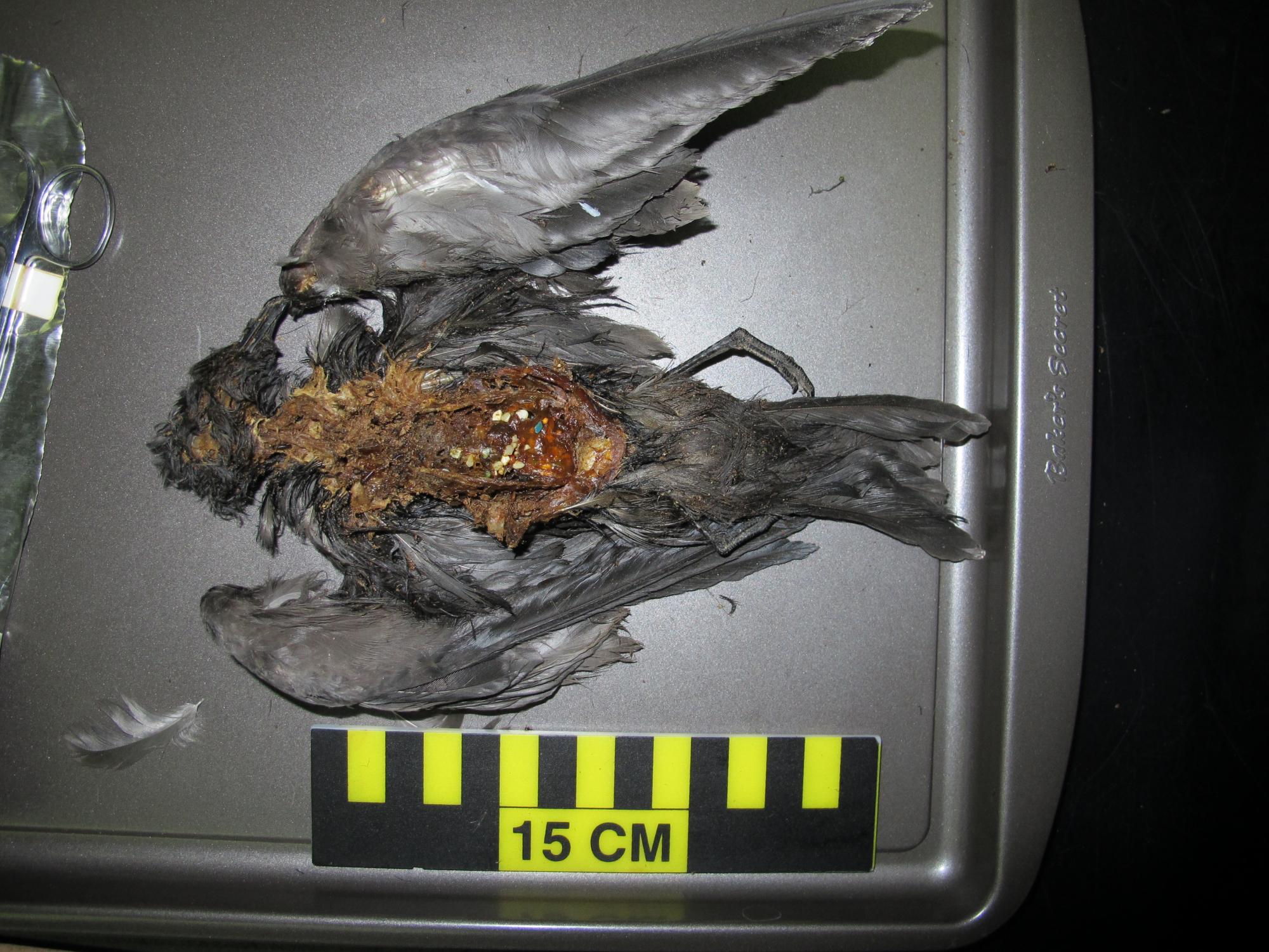 Dead petrel bird with plastic inside
