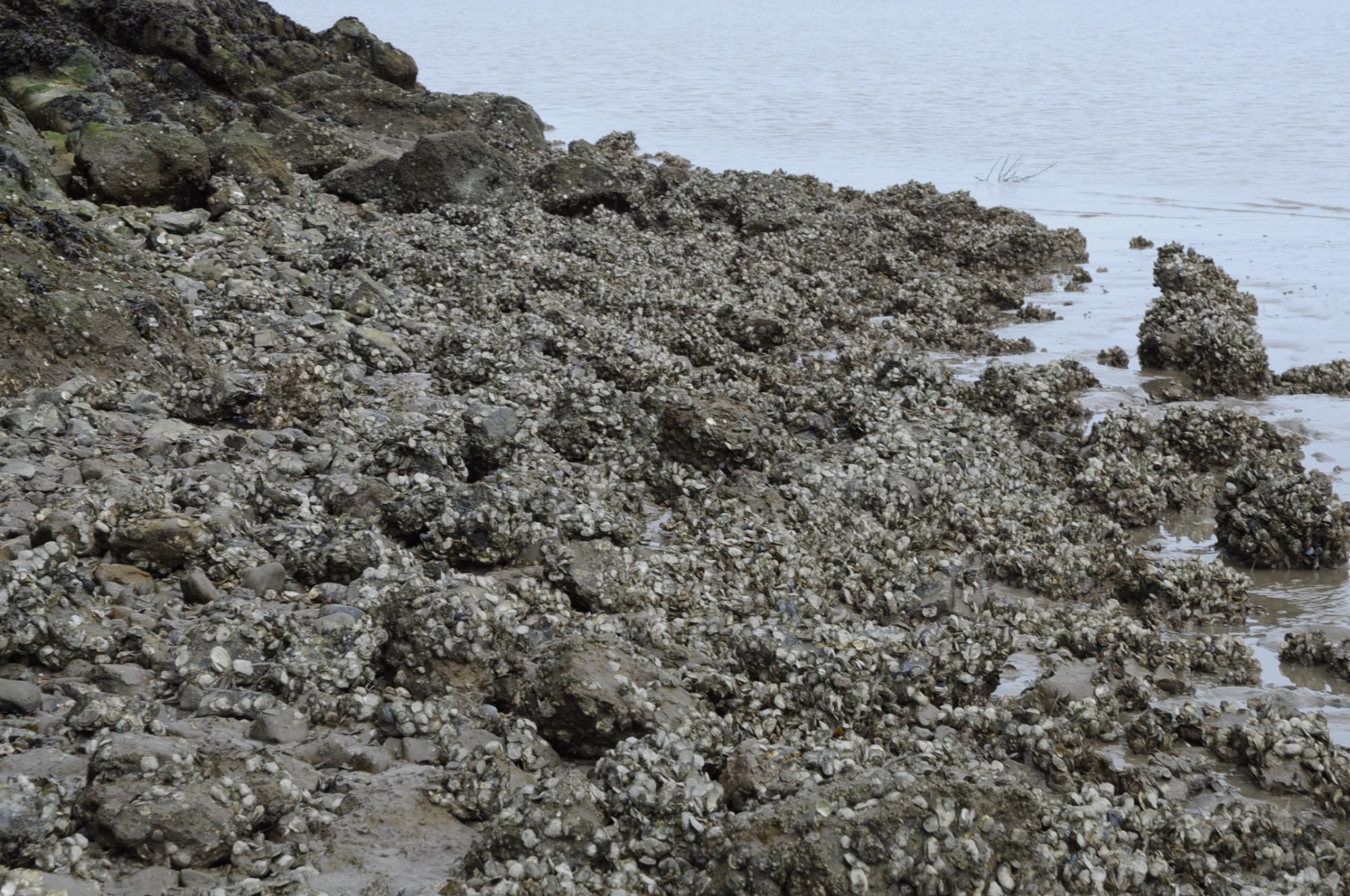 Oysters on China Camp shoreline, San Francisco Bay