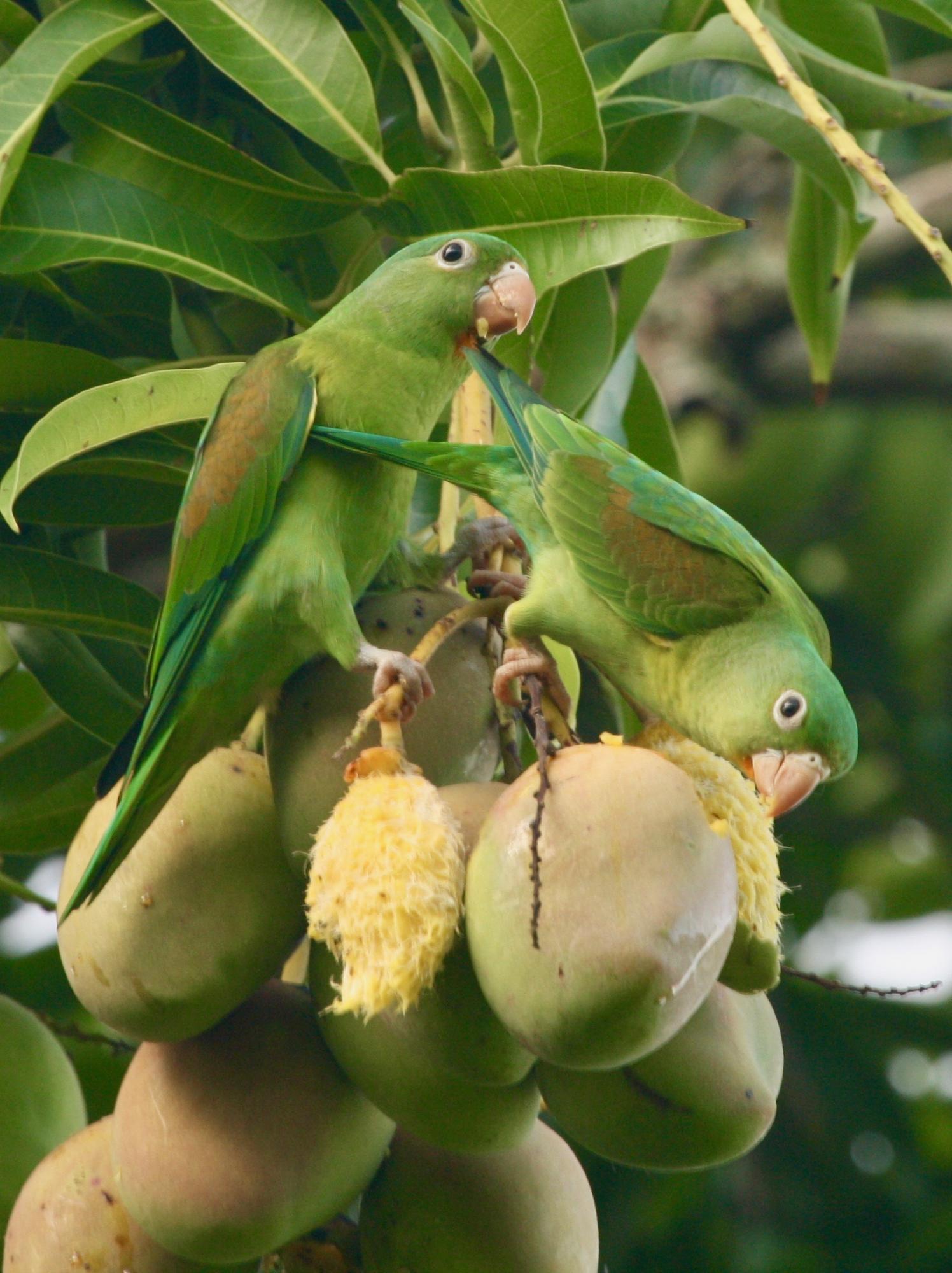 parakeet on mango tree