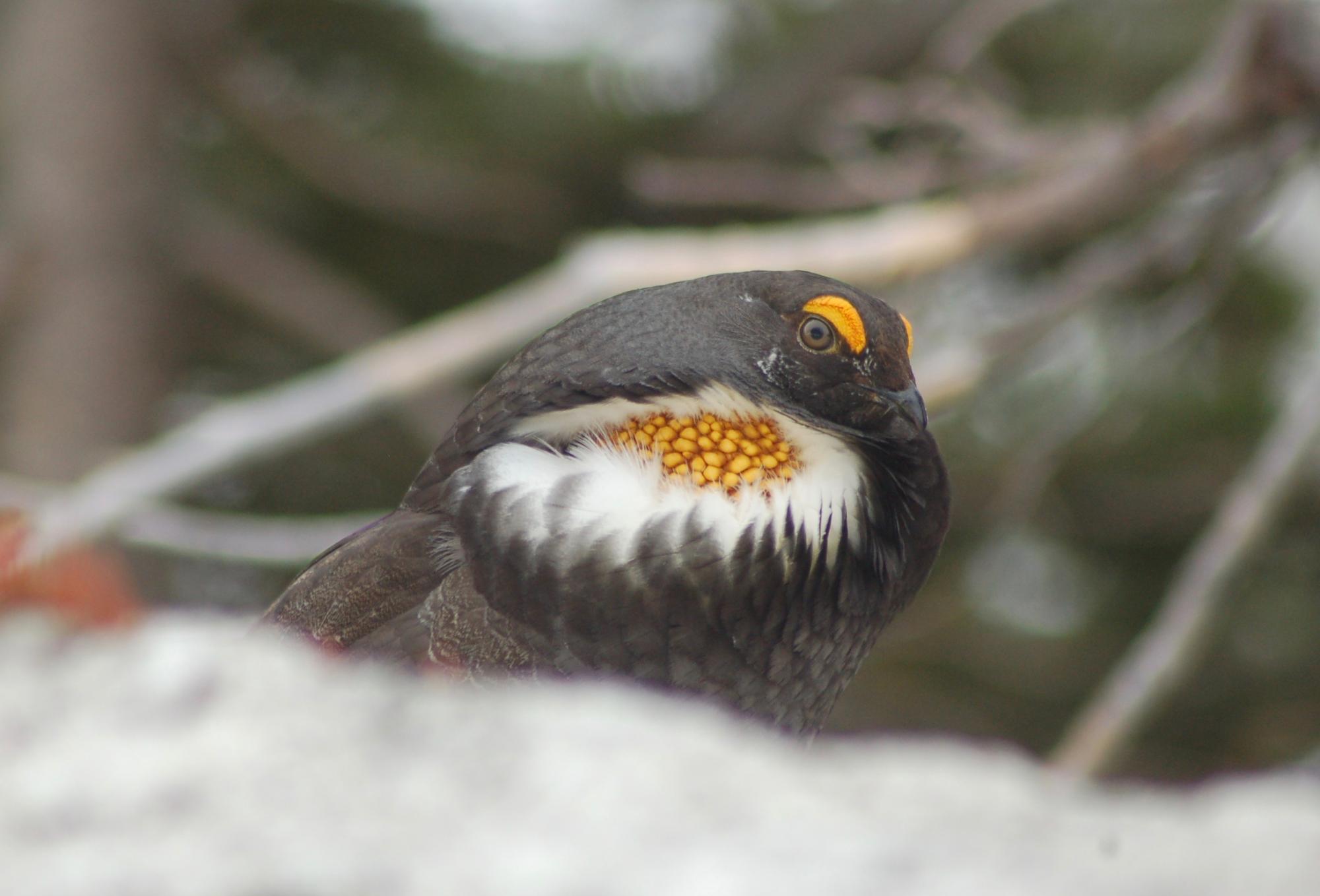 Coloration in birds is produced by both structural coloration in feathers and pigmentation, as seen in this mountain grouse in Olympic National Park.