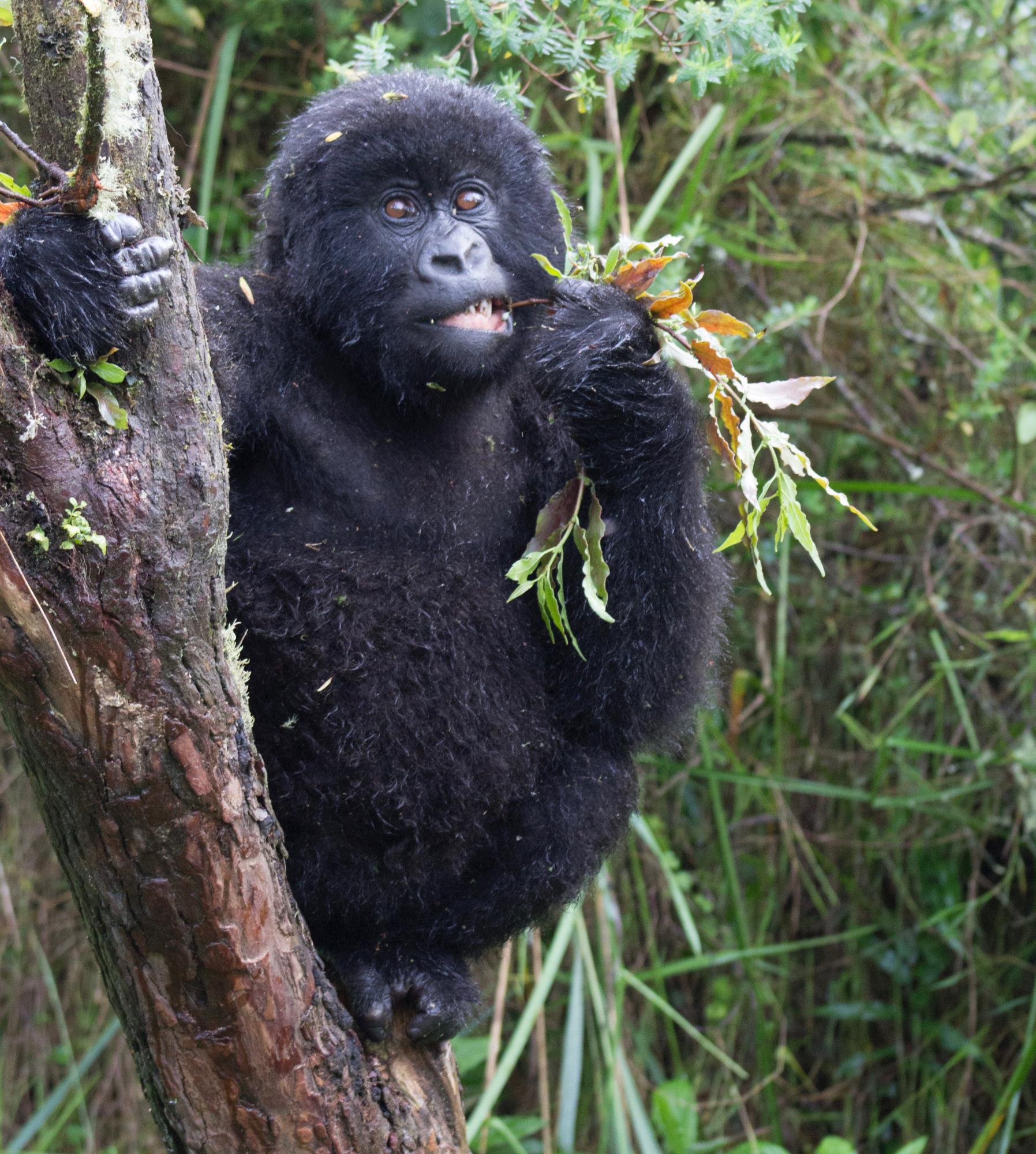 mountain gorilla chews plants