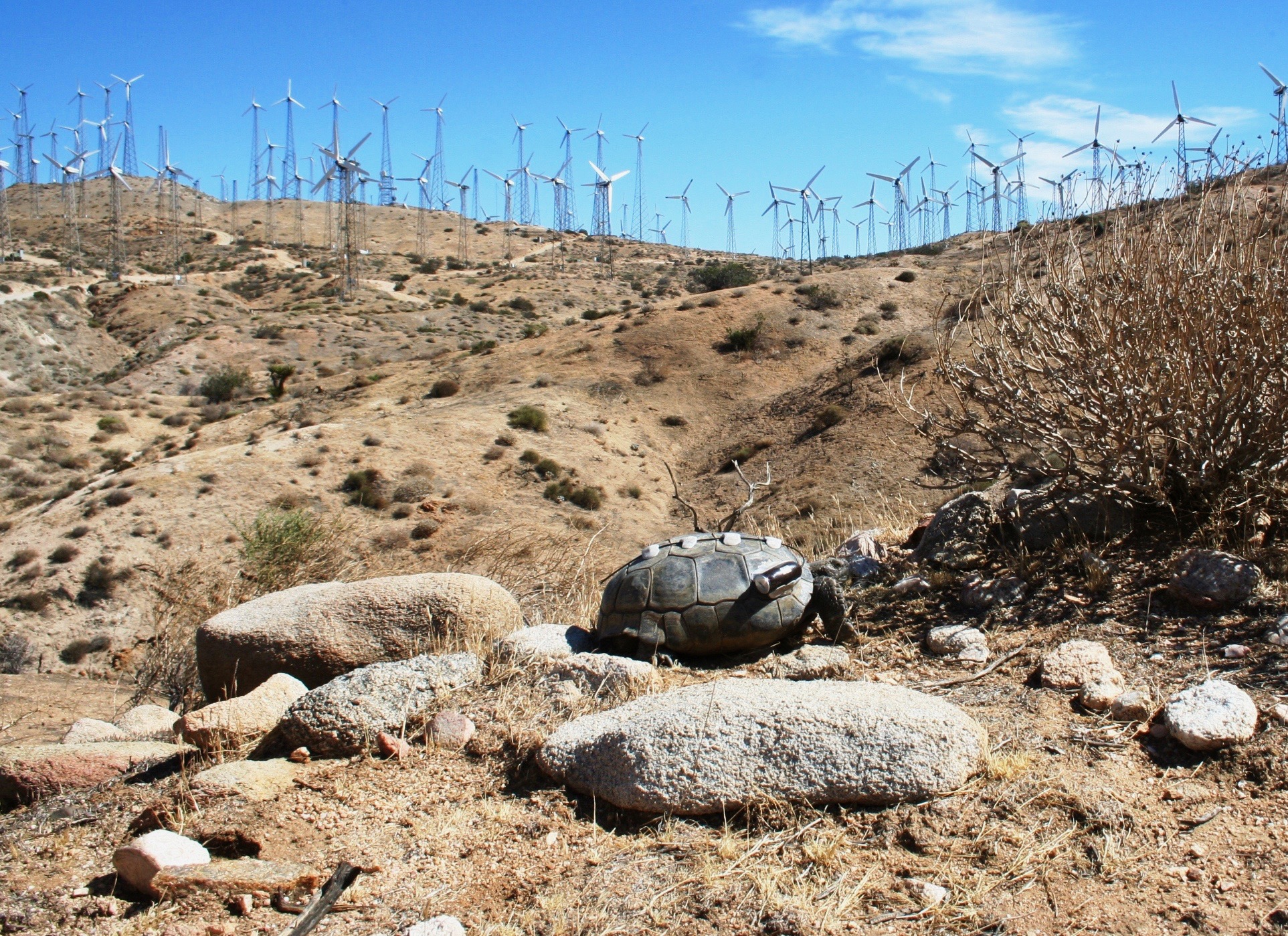 Desert tortoise with radio tracking device