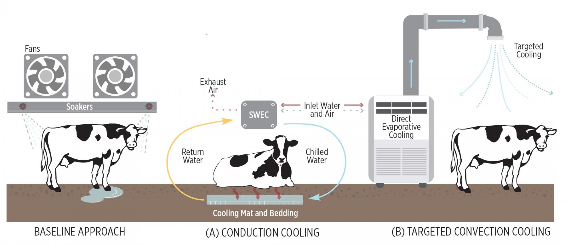 cooling technologies for cows