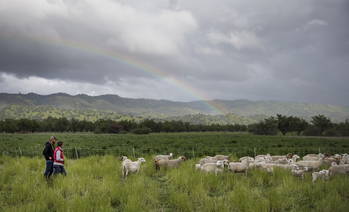 sheep ranchers in California
