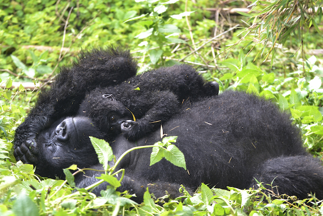 Mother mountain gorilla resting with her baby on her chest