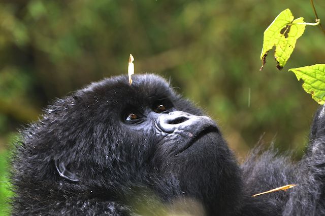 Baby Twitabweho, a mountain gorilla in Rwanda, looks at a leaf on a tree