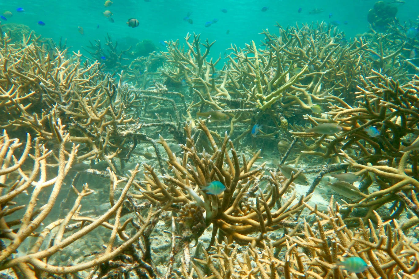 coral reef in restoration area
