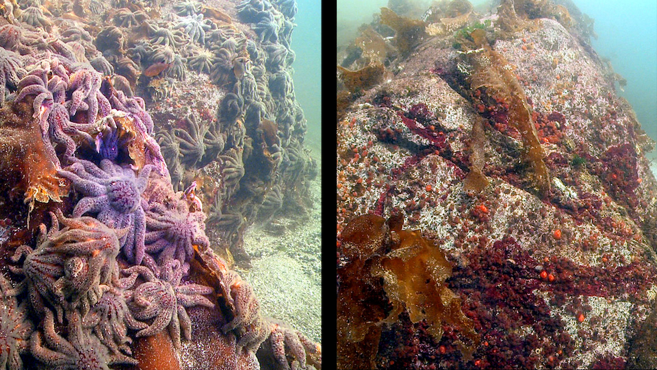 Sea stars on rock, before and after wasting disease
