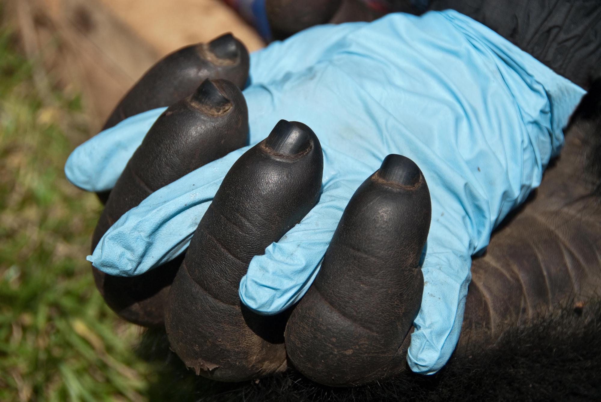 gorilla and human hand