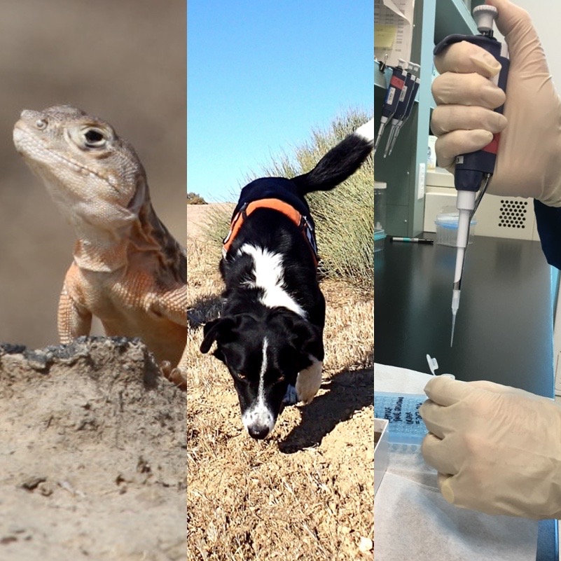 Composite photo of lizard, dog and scientific lab work