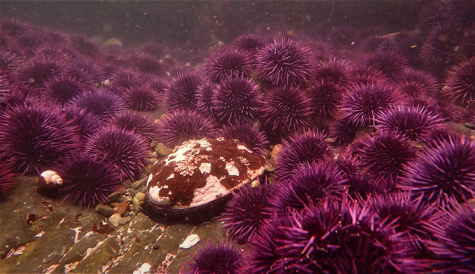 red abalone surrounded by purple urchins