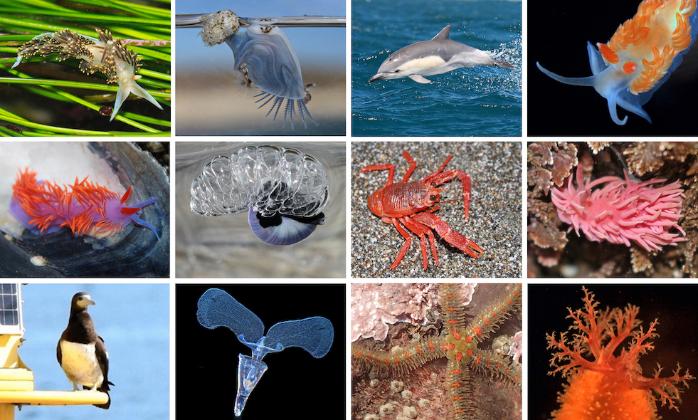 Mosaic of ocean species rarely seen in Northern California