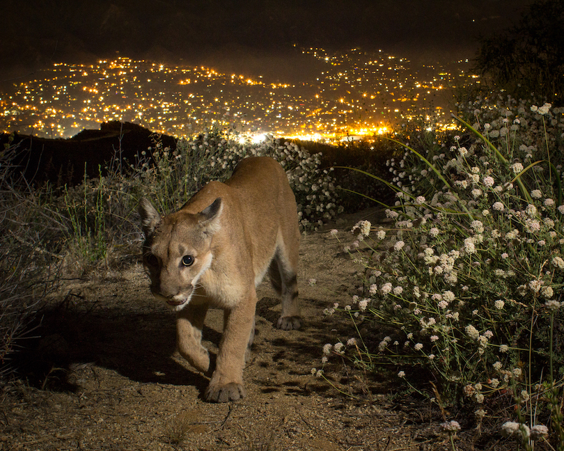 Mountain lion with city lights in background