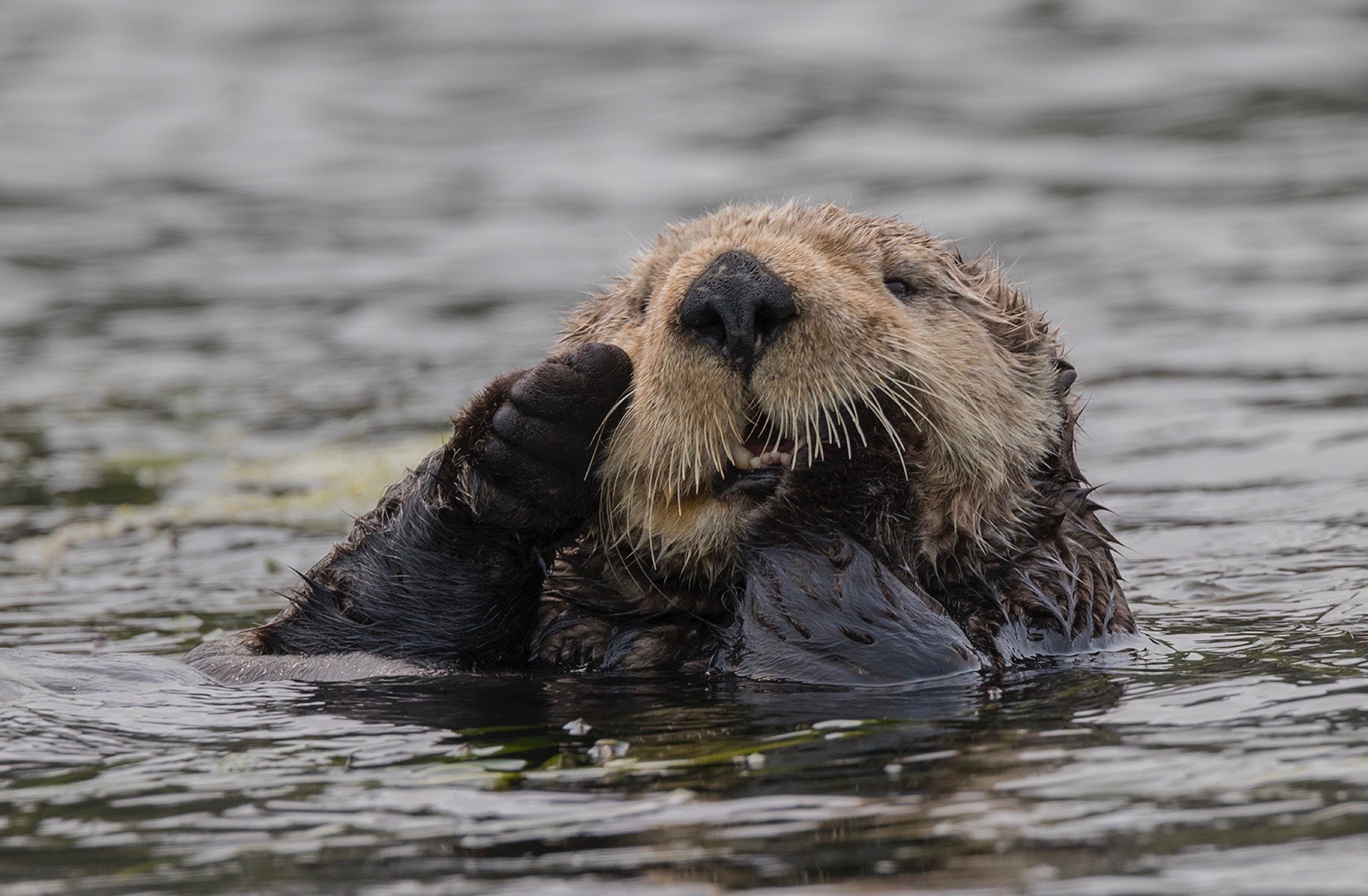 Southern sea otter closeup in the waters off coastal California
