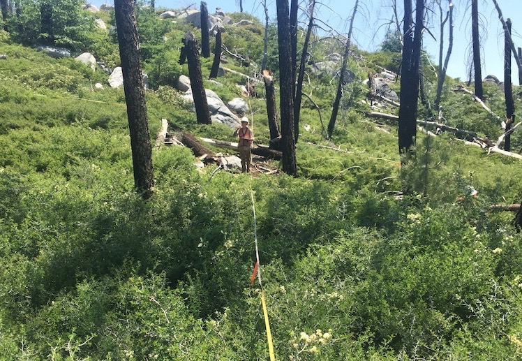 researcher investigates plant diversity within a transect line of a Sierra Nevada forest affected by drought and wildfire. (Clark Richter/UC Davis)