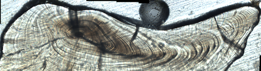 Cross section of fish otolith